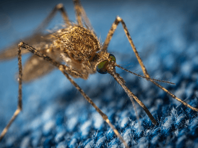 About Forti Vora Solutions - pest removal services experts in Forrestfield